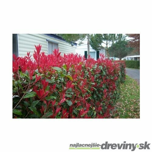 Fotínia aj na živý plot (červienka) Red Robin 40/50 cm, v črepníku 2l Photinia fraseri red robin