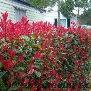 Fotínia aj na živý plot (červienka) Red Robin 40/50 cm, v črepníku 2l Photinia fraseri red robin