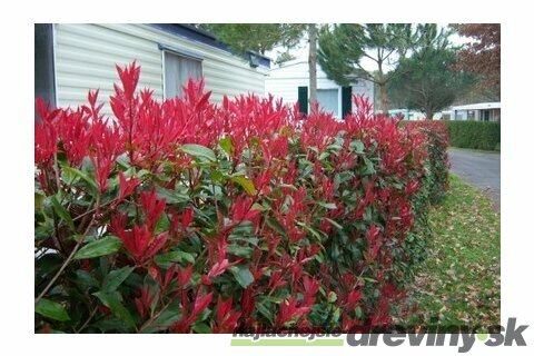 Fotínia aj na živý plot (červienka) Red Robin 40/50 cm, v črepníku 2l Photinia fraseri red robin