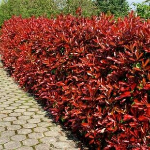 Fotínia aj na živý plot (červienka) Red Robin 50/80 cm, v črepníku Photinia fraseri red robin