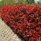 Fotínia aj na živý plot (červienka) Red Robin 80/100 cm, v črepníku Photinia fraseri Red Robin