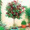 Fotínia Carre Rouge na kmienku 60/80 cm, v črepníku Photinia fras. Carre Rogue