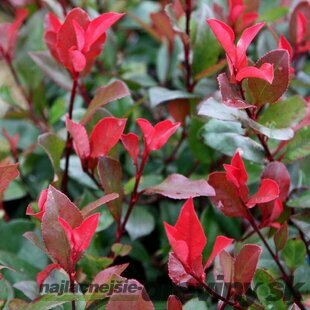 Fotínia Little Red Robin - červienka, výška 15/25 cm, v črepníku 2l Photinia fraseri Little Red Robin
