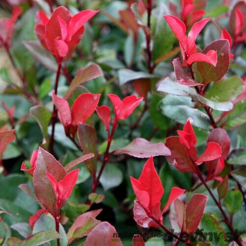 Fotínia Little Red Robin, výška 15/25 cm, v črepníku Photinia fraseri Little Red Robin