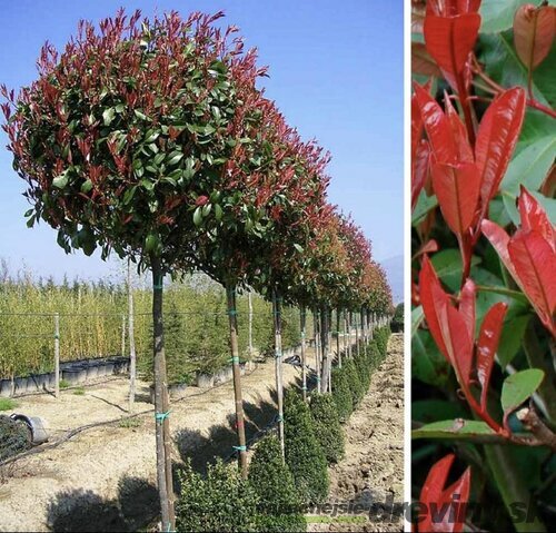 Fotínia na kmienku Red Robin 130/140 cm, priemer koruny 35/40 cm, v črepníku Photinia fraseri Red Robin