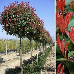 Fotínia na kmienku Red Robin 130/140 cm, priemer koruny 35/40 cm, v črepníku Photinia fraseri Red Robin