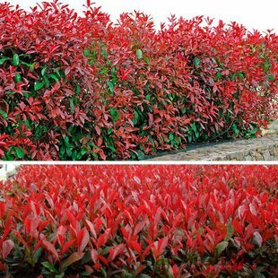 Fotínia na kmienku Red Robin 130/140 cm, priemer koruny 35/40 cm, v črepníku Photinia fraseri Red Robin