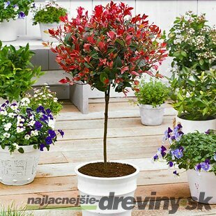 Fotínia na kmienku, výška 100/120 cm, priemer koruny 40/50 cm, v črepníku Photinia Fraseri Red Robin