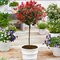 Fotínia na kmienku, výška 100/120 cm, priemer koruny 40/50 cm, v črepníku Photinia Fraseri Red Robin
