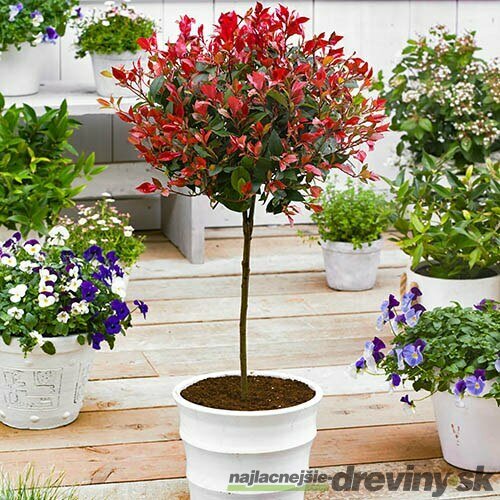 Fotínia na kmienku, výška 100/120 cm, priemer koruny 40/50 cm, v črepníku Photinia Fraseri Red Robin