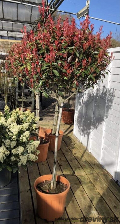 Fotínia na kmienku výška 180/200 cm, priemer koruny 35/50 cm v kvetináči Photinia Fraseri Red Robin