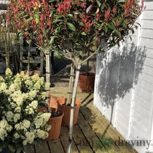 Fotínia na kmienku výška 180/200 cm, priemer koruny 35/50 cm v kvetináči Photinia fraseri red robin