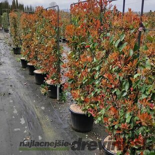 Fotínia na špaliéri (červienka) 150 cm, v črepníku Photinia fraseri red robin