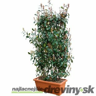 Fotínia na špaliéri (červienka), výška 180/220 cm, v črepníku Photinia fraseri red robin
