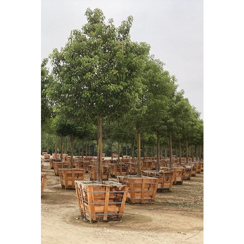 Gáfrovník lekársky 160/180 cm, v črepníku 30l Cinnamomum Camphora