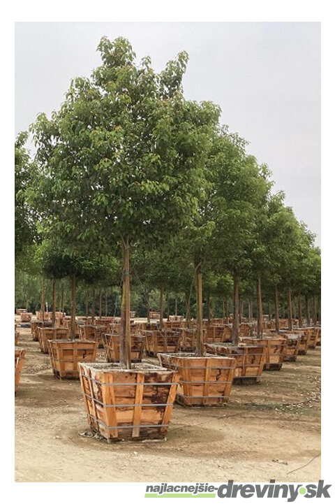 Gáfrovník lekársky 160/180 cm, v črepníku 30l Cinnamomum Camphora