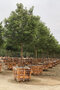 Gáfrovník lekársky 160/180 cm, v črepníku 30l Cinnamomum Camphora