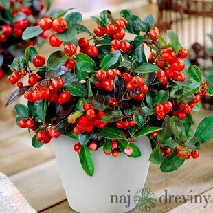 Gaultéria Big Berry 15/25 cm, v črepníku Gaulheria procumbens Big Berry