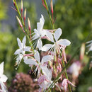 Gaura