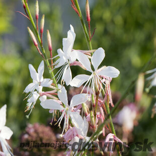 Gaura Lindheimerova Whirling Butterflies, v črepníku P9 Gaura lindheimeri