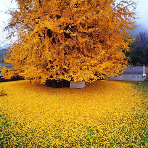 Ginko biloba Blagon 160/180 cm, v črepníku Ginkgo biloba Blagon