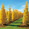Ginko biloba Fastigiata 100/125 cm, v črepníku Ginkgo biloba Fastigiata