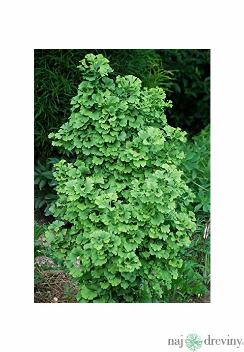 Ginko biloba Korinek 125/150 cm, v črepníku Ginkgo biloba Korinek