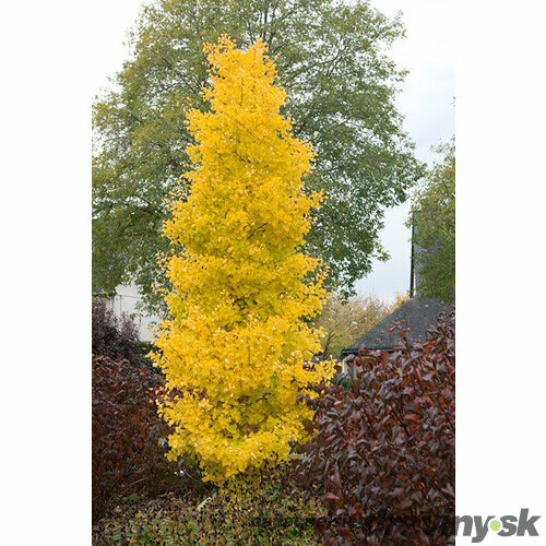 Ginko biloba Menhir 125/150 cm, v črepníku Ginkgo biloba Menhir