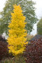 Ginko biloba Menhir 125/150 cm, v črepníku Ginkgo biloba Menhir