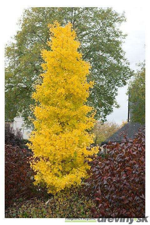 Ginko biloba Menhir 125/150 cm, v črepníku Ginkgo biloba Menhir