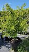 Ginko biloba Princeton Sentry, výška 140/150 cm, obvod kmienku 14/16 cm, v črepníku Ginkgo biloba Princeton Sentry