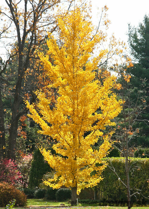 Ginko biloba Princeton Sentry, výška 175/200 cm, v črepníku Ginkgo biloba Princeton Sentry