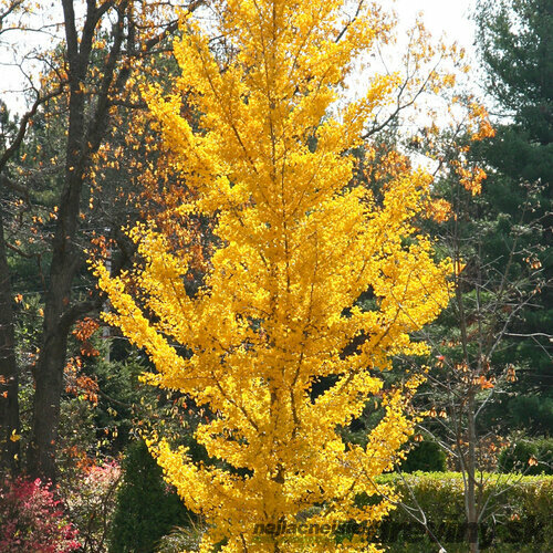 Ginko biloba Princeton Sentry, výška 175/200 cm, v črepníku Ginkgo biloba Princeton Sentry