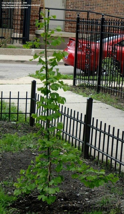 Ginko biloba Ross Moore 100/125 cm, v črepníku Ginkgo biloba Ross Moore