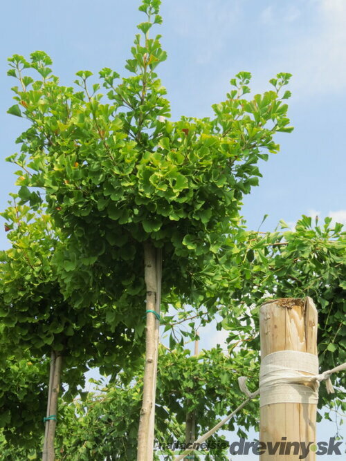 Ginko biloba, výška 100/120 cm, v črepníku Ginkgo biloba