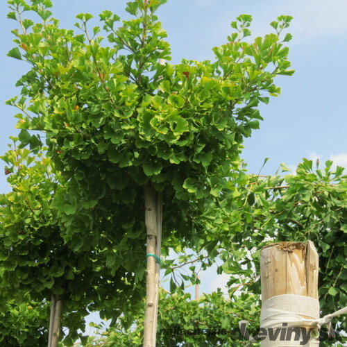 Ginko biloba, výška 100/120 cm, v črepníku Ginkgo biloba