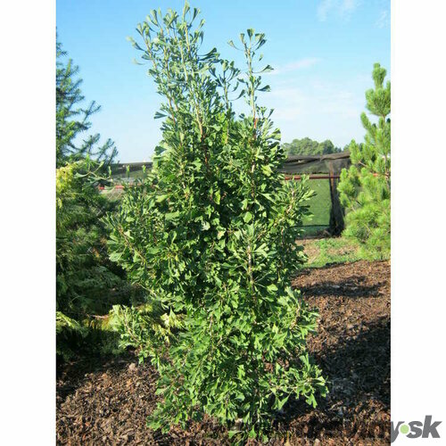Ginko dvojlaločné 200/250 cm, 6/8 obvod, v črepníku Ginkgo biloba Robbies Twist