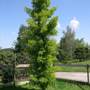Ginko dvojlaločné ANDRE BRIANT Brivingtetun, 80/100 cm, v črepníku Ginkgo biloba ANDRE BRIANT Brivingtetun