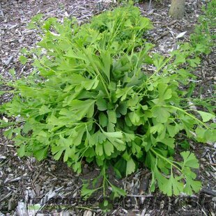 Ginko dvojlaločné Korinek, výška 100/125 cm, v črepníku Ginkgo biloba Korinek