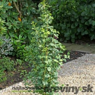 Ginko dvojlaločné Menhir PBR, výška 100/125 cm, v črepníku Ginkgo biloba Menhir PBR