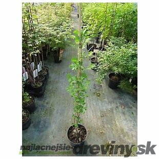 Ginko dvojlaločné Menhir PBR, výška 80/100 cm, v črepníku Ginkgo biloba Menhir PBR