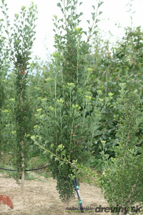 Ginko dvojlaločné Obelisk, výška 80/100 cm, v črepníku Ginkgo biloba Obelisk