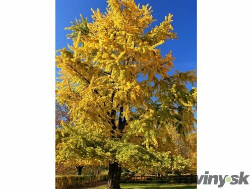 Ginko dvojlaločné Princeton Gold, 100/125 cm, v črepníku Ginko biloba “Princeton Gold