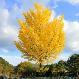 Ginko dvojlaločné Princeton Gold, výška 140/160 cm, v črepníku Ginko biloba “Princeton Gold