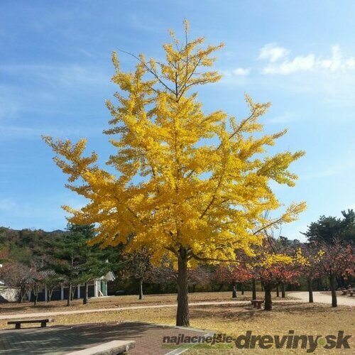 Ginko dvojlaločné Princeton Sentry, 80-100cm, v črepníku Ginkgo biloba Princeton Sentry