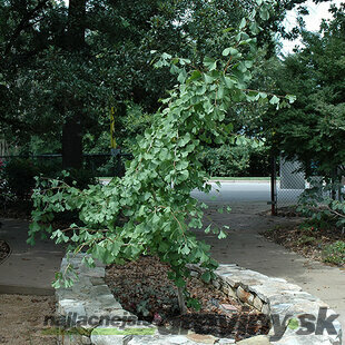 Ginko dvojlaločné Ross Moore, výška 40/60 cm, v črepníku Ginkgo biloba Ross Moore