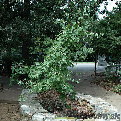 Ginko dvojlaločné Ross Moore, výška 40/60 cm, v črepníku Ginkgo biloba Ross Moore