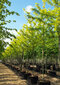 Gledíčia trojtŕňová Sunburst, na kmienku 180 cm, v črepníku Gleditsia triacanthos Sunburst