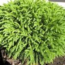 Globosa Nana