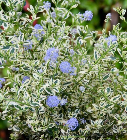 Glória /nádhera/ Cool blue v črepníku Ceanothus cool blue